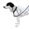 Arnés Para Perros Gotham Soft-Walk Harness - Zee.Dog
